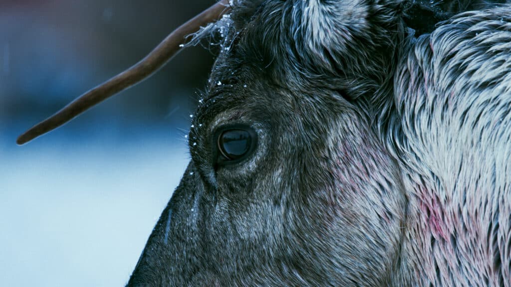 Dokumentaren "La fjella leve" har norgespremiere under Olavskino og vises 28. og 29. juli.